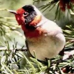 image of bird