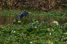 image of little_blue_heron