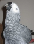 image of parrot #1