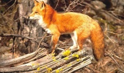 image of red_fox