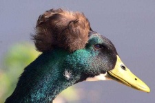 image of animal
