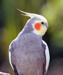 image of cockatiel