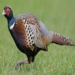 image of bird
