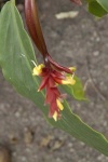 image of flower