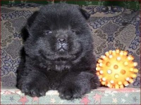 image of chow