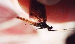 image of mayfly