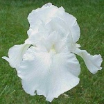 image of flower