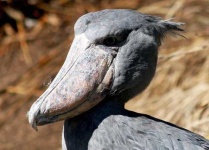 image of animal
