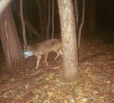 image of coyote