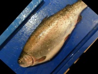image of trout #29