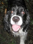 image of english_springer