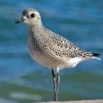 image of bird