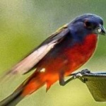 image of bird