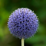 image of flower