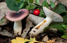 image of mushrooms