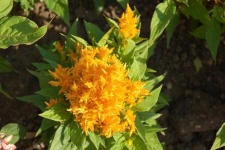 image of flower