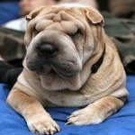 image of animal