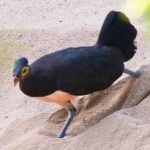 image of bird