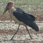image of bird