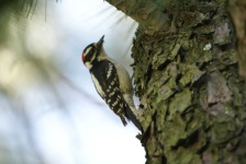 image of woodpecker #14