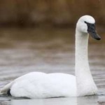 image of bird