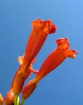 image of flower