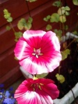 image of flower