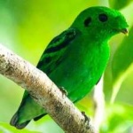 image of bird