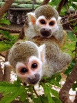 image of squirrel_monkey