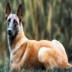 image of animal