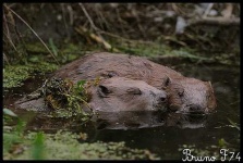 image of beaver