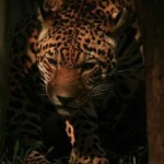image of jaguar_car