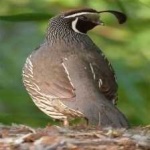 image of bird