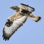 image of bird