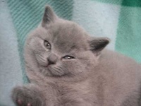 image of animal