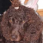 image of animal