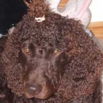 image of irish_spaniel #17