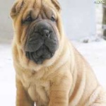 image of shar_pei #2