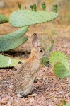 image of wood_rabbit