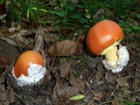 image of mushrooms