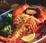 image of american_lobster #28