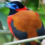 image of red_naped_trogon #29