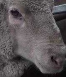 image of animal