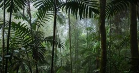 image of tropical_forest