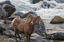 image of bighorn