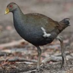 image of bird