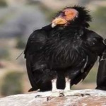 image of bird