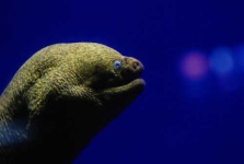 image of eel