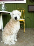 image of wheaten_terrier #1