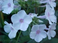 image of flower